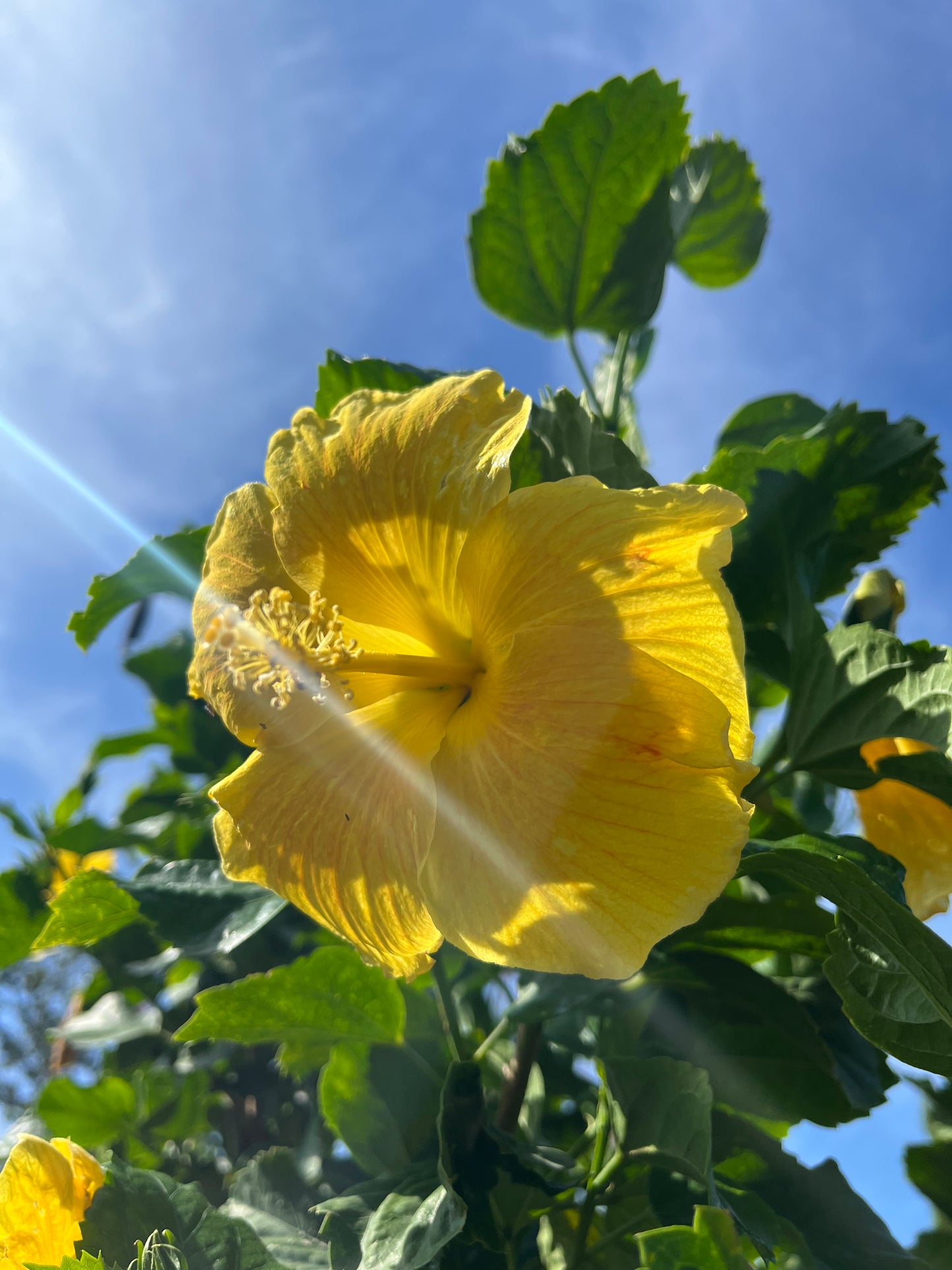 Hibiscus Tree-15gallon CUSTOMER APPRECIATION SALE