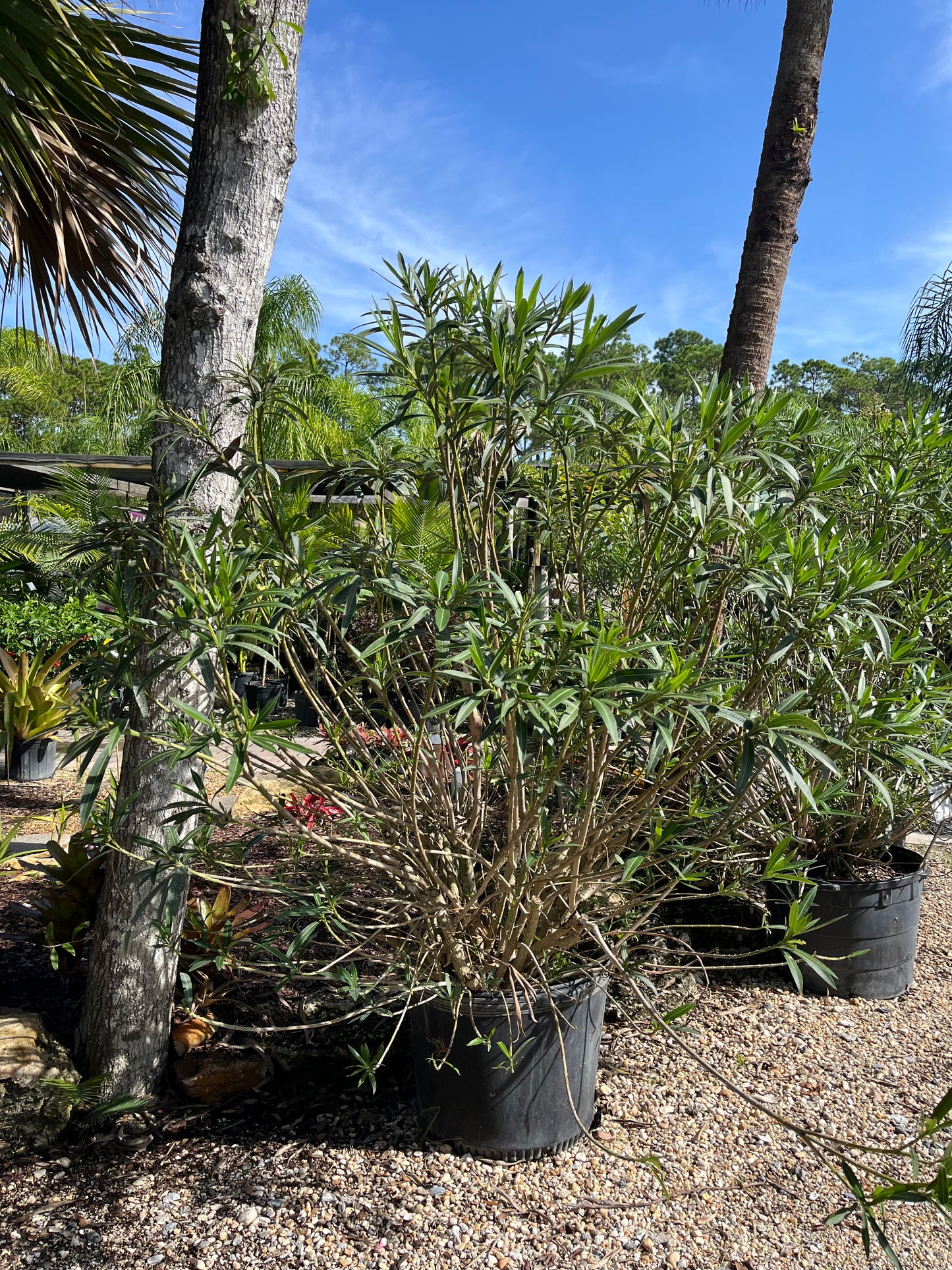 White Oleander Bush-30gallon "DEEP DISCOUNT"