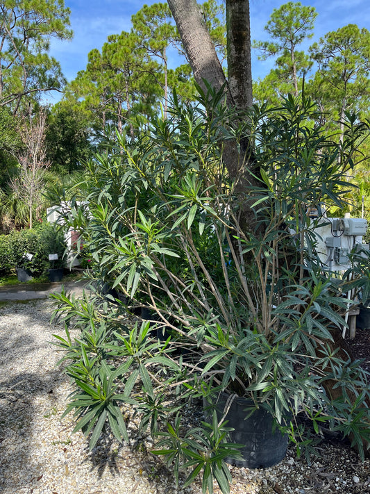 White Oleander Bush-30gallon "DEEP DISCOUNT"