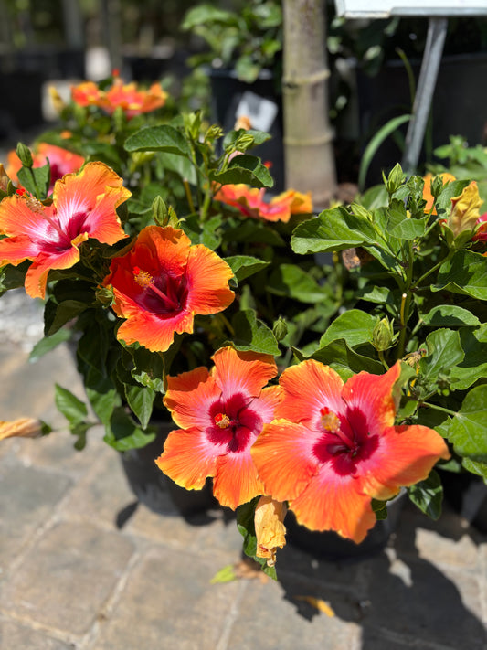 Hibiscus- 3gallon: "Fiesta"  CUSTOMER APPRECIATION SALE