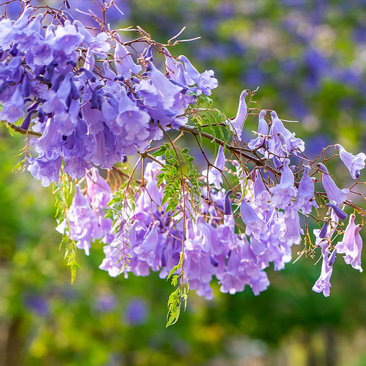 Jacaranda Tree-30gallon CUSTOMER APPRECIATION SALE