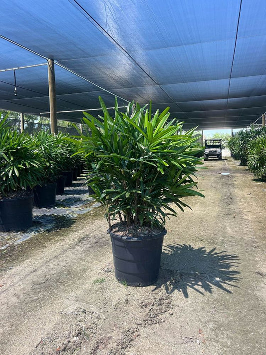 Lady Palm-15gallon CUSTOMER APPRECIATION SALE