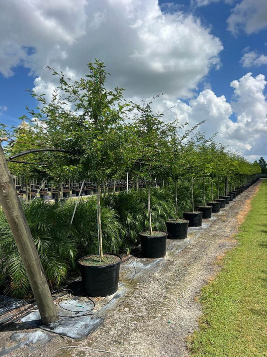 Pink Powder Puff Tree-30gallon CUSTOMER APPRECIATION SALE