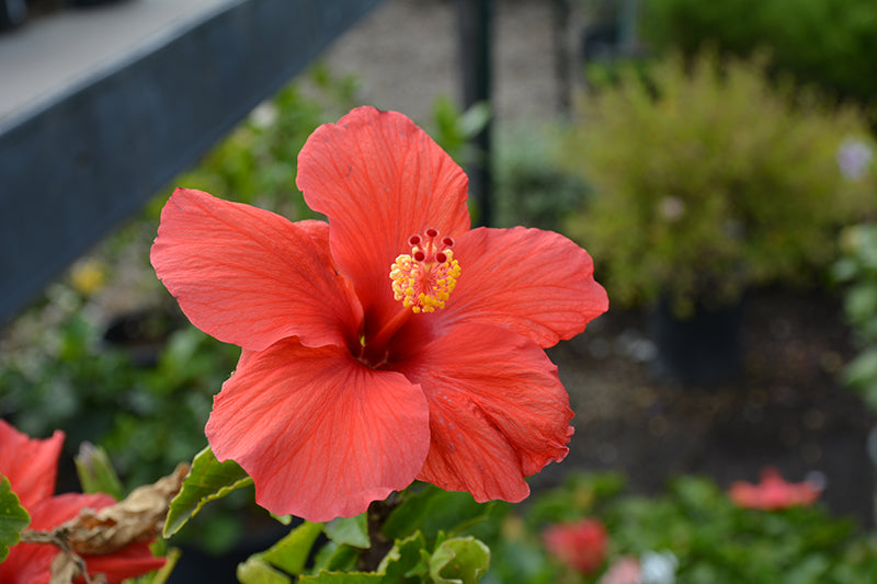 Hibiscus Tree-15gallon CUSTOMER APPRECIATION SALE