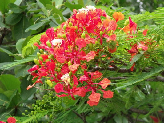 Royal Poinciana-30gallon CUSTOMER APPRECIATION SALE