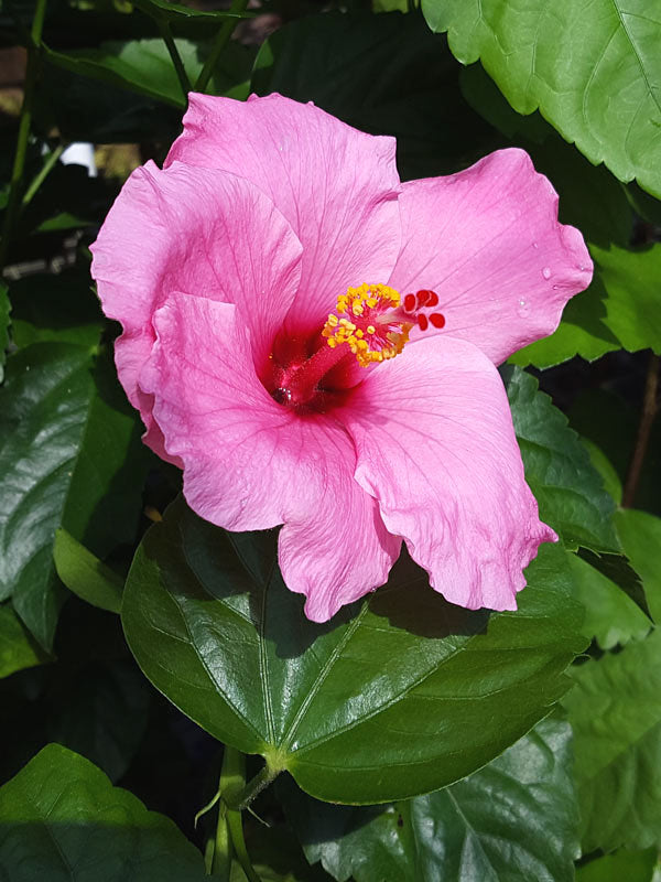 Hibiscus Tree-15gallon CUSTOMER APPRECIATION SALE