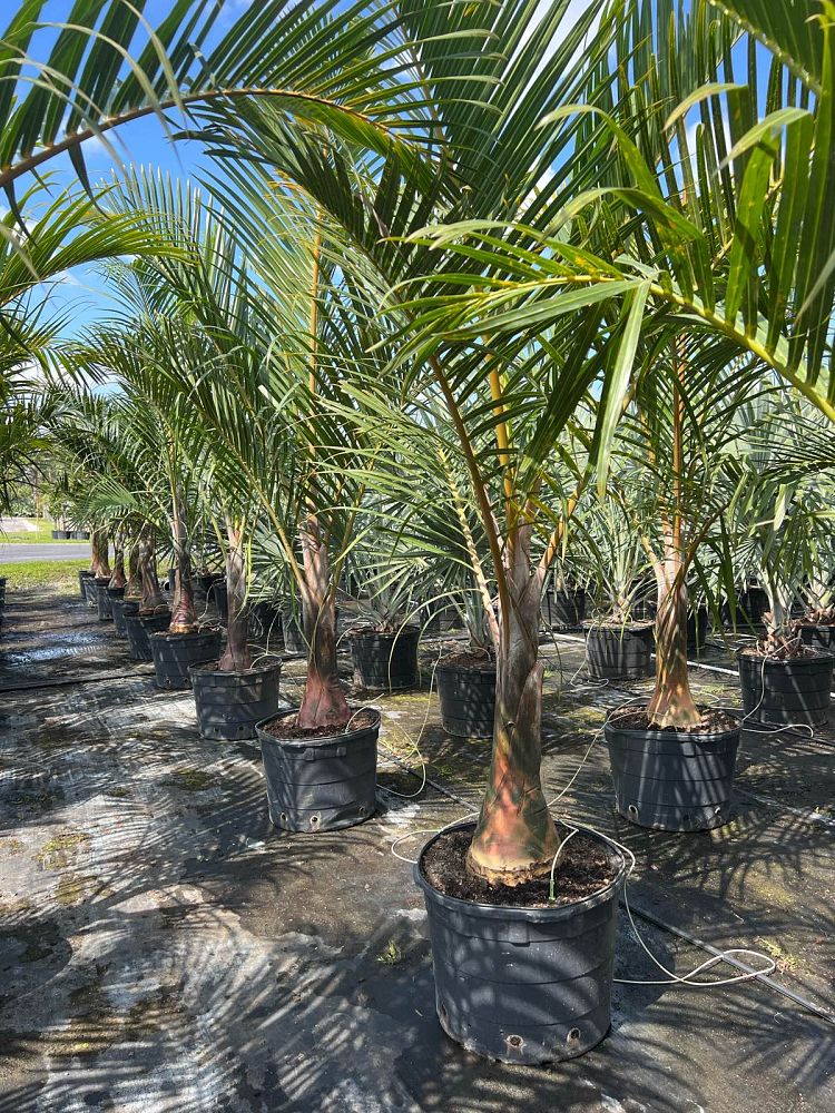 Spindle Palm-25gallon