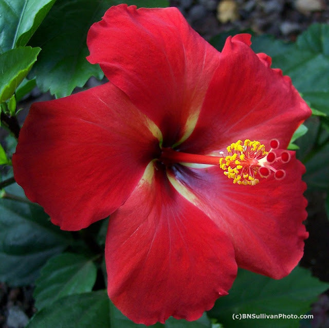 Starry Wind Hibiscus-3gallon