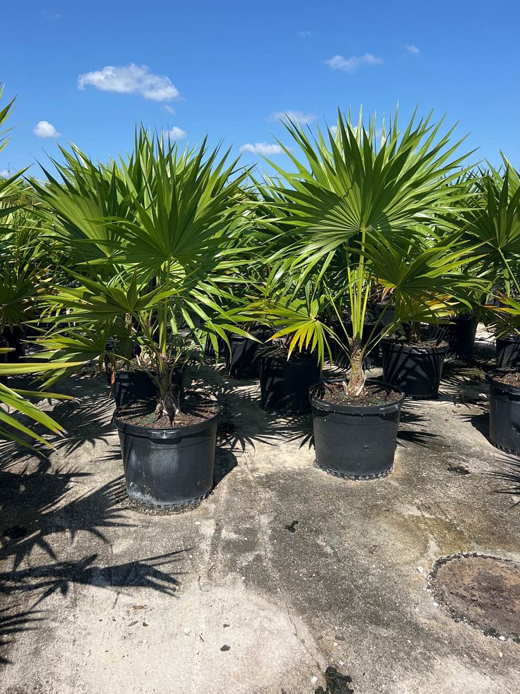 Thatch Palm-15gallon CUSTOMER APPRECIATION SALE
