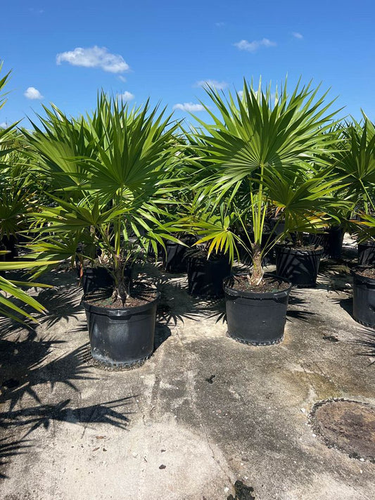 Thatch Palm-15gallon CUSTOMER APPRECIATION SALE