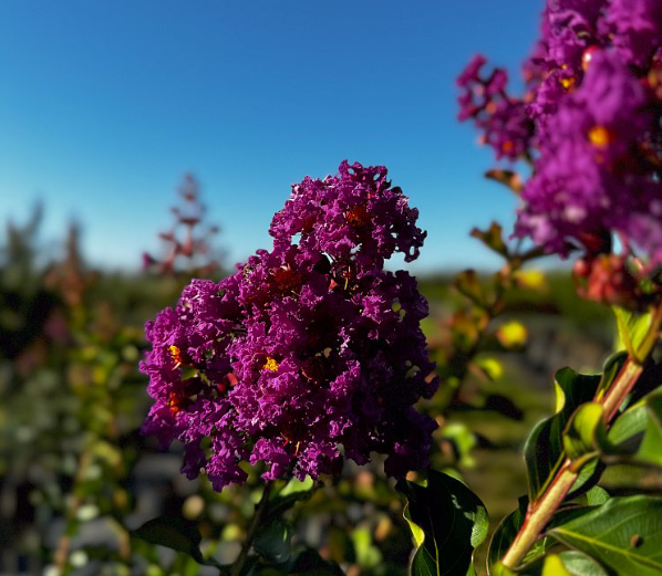 SALE! Twilight Purple Crape Myrtle