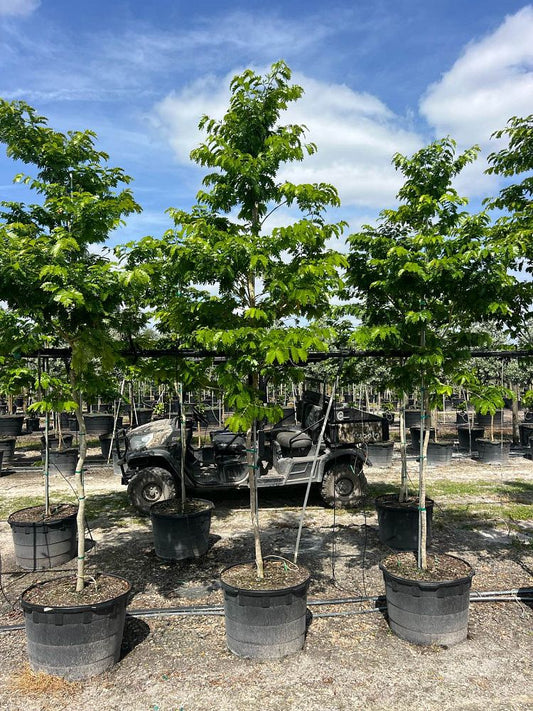 Verawood Tree-30gallon CUSTOMER APPRECIATION SALE