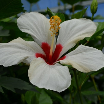 White Wing Hibiscus-3gallon CUSTOMER APPRECIATION SALE