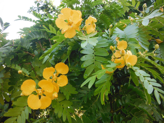 Verawood Tree-30gallon CUSTOMER APPRECIATION SALE