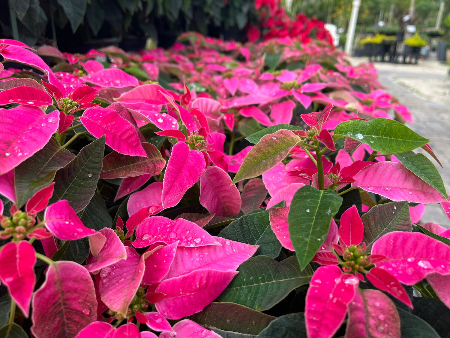 ANNUALS AND PERENNIALS