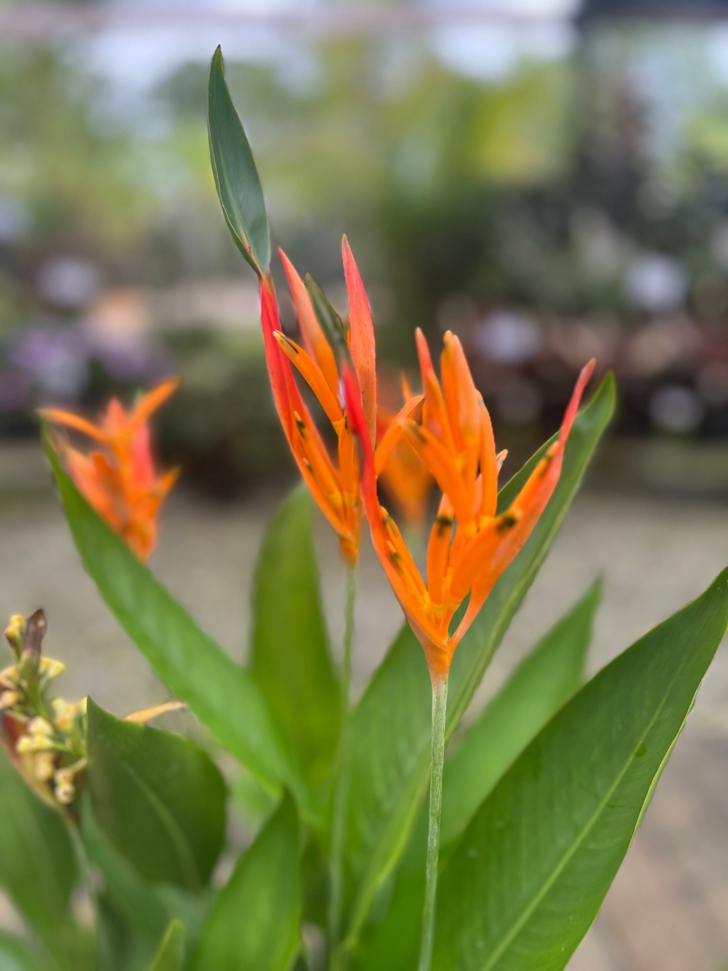 Tropical Plants