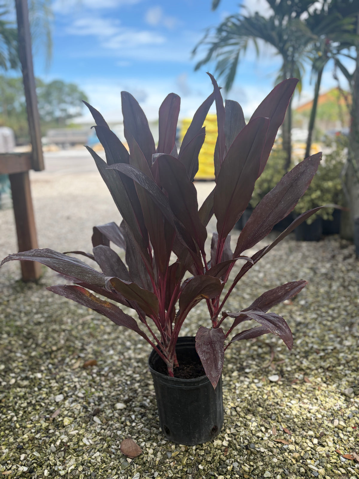 Cordyline- Auntie Lou: 3gallon