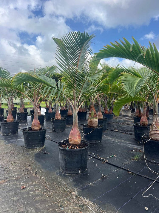 Bottle Palm-25gallon LABOR DAY SALE
