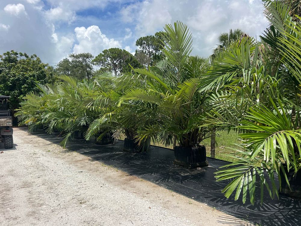 Dwarf Sugar Palm-45gallon