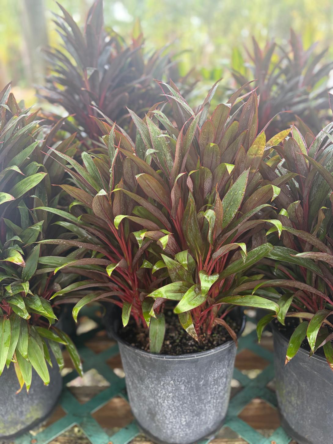 Cordyline- Hawaiian Purple Compacta 3gal