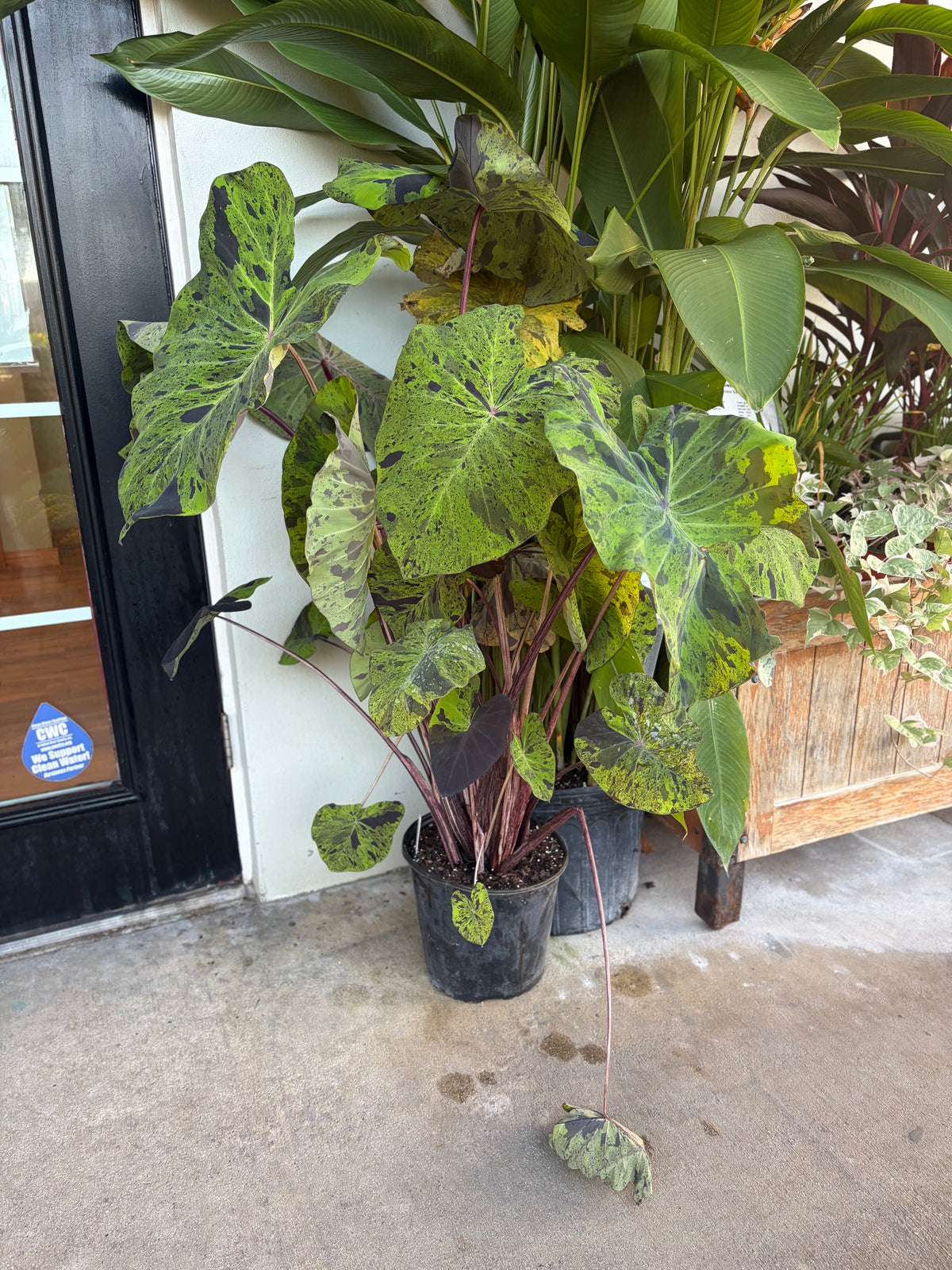 Colocasia "Mojito"- 3gallon