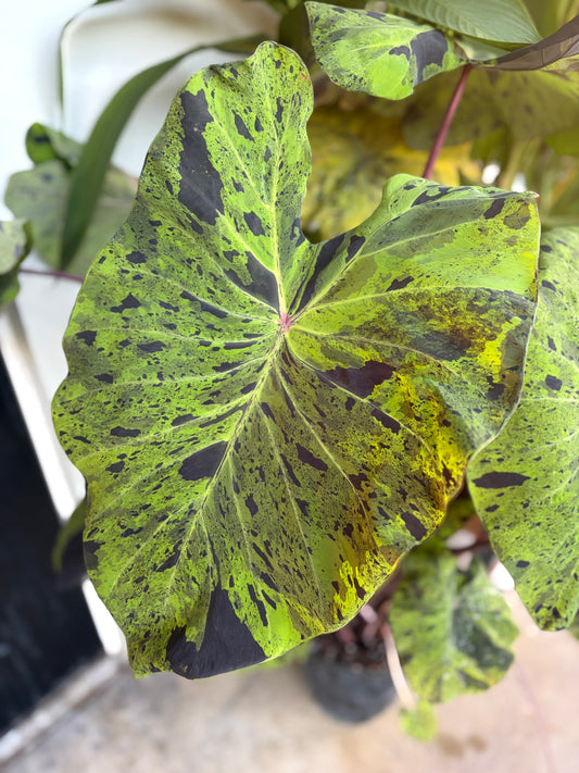 Colocasia "Mojito"- 3gallon