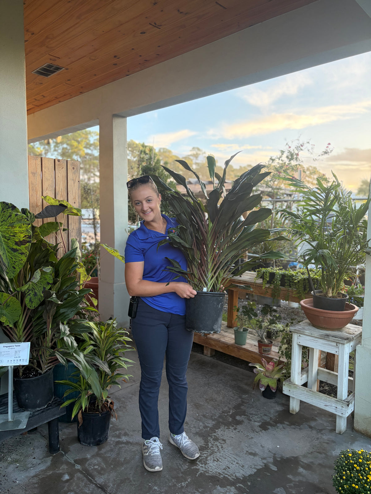 Cordyline: Singapore Twist