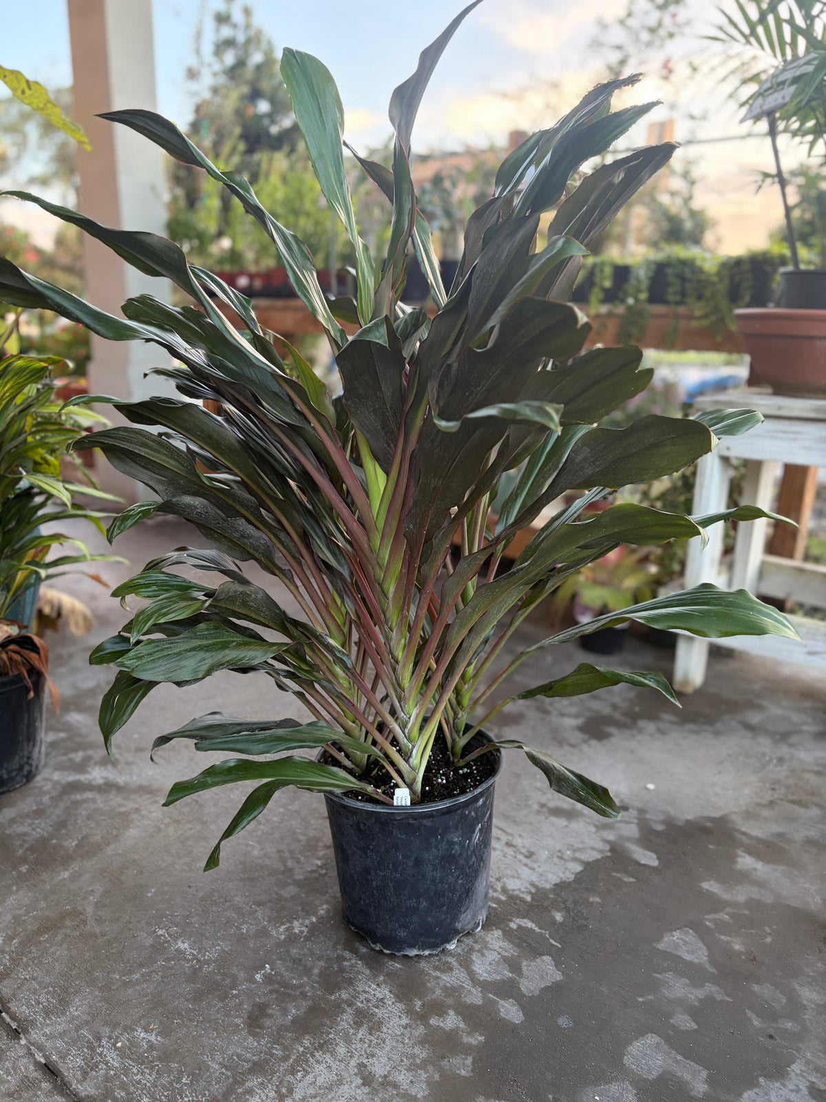 Cordyline: Singapore Twist