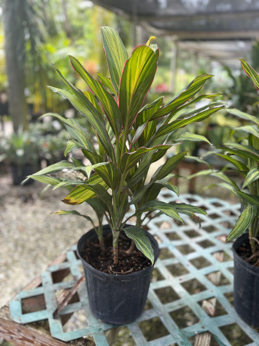 Cordyline- KIWI : 3gallon