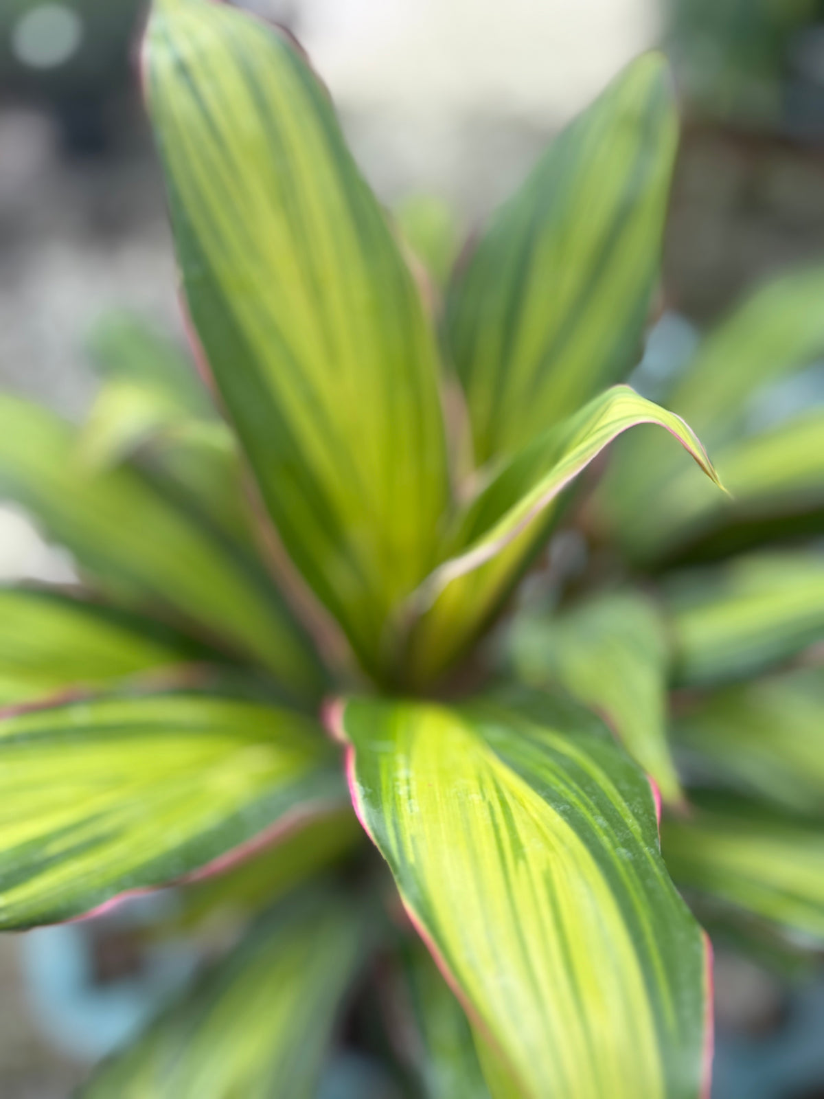 Cordyline- KIWI : 3gallon