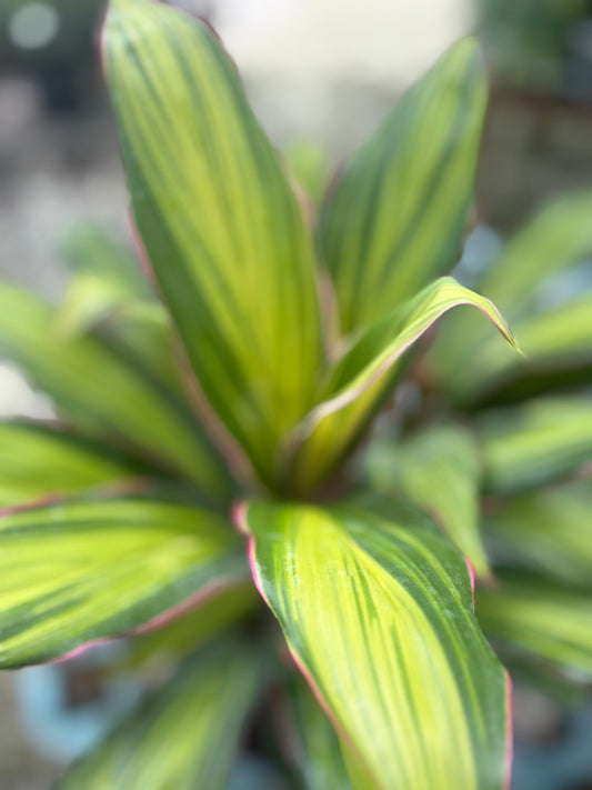 Cordyline- KIWI : 3gallon