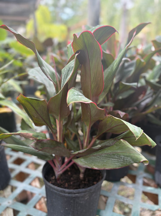 Cordyline: Bolero- 3gallon