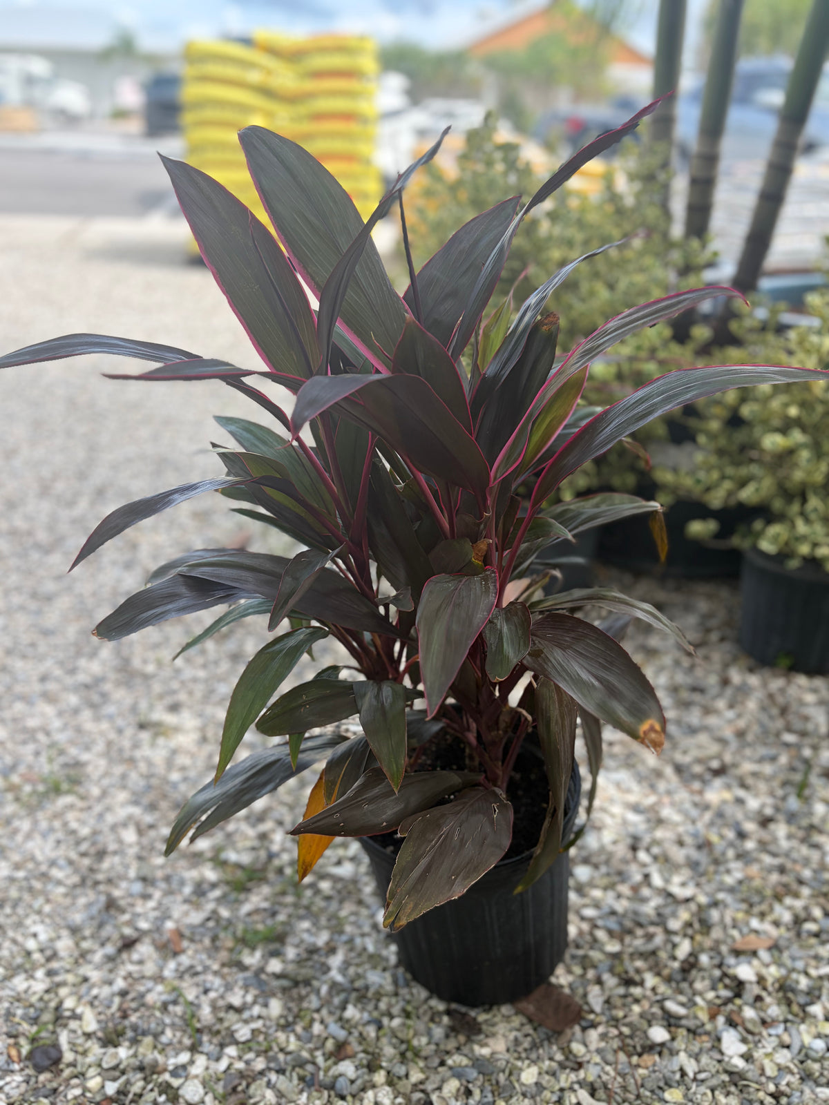 Cordyline: Red Sister-3gallon
