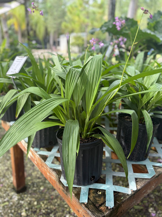 Ground Orchid Purple: 3gallon