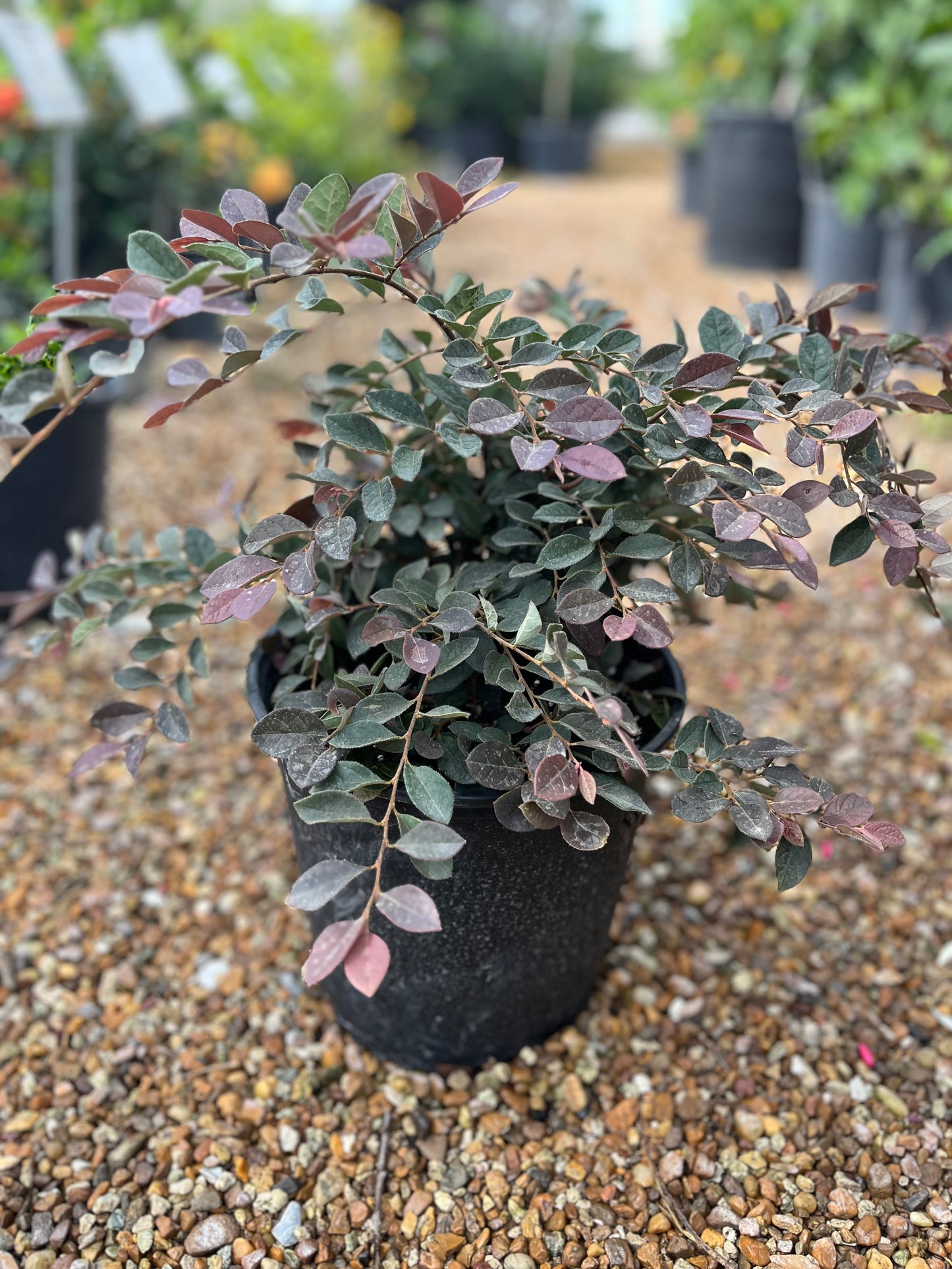 Ruby Loropetulum-3gallon CUSTOMER APPRECIATION SALE