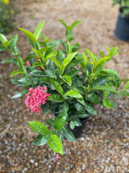 Nora Grant Ixora-3gallon LABOR DAY SALE
