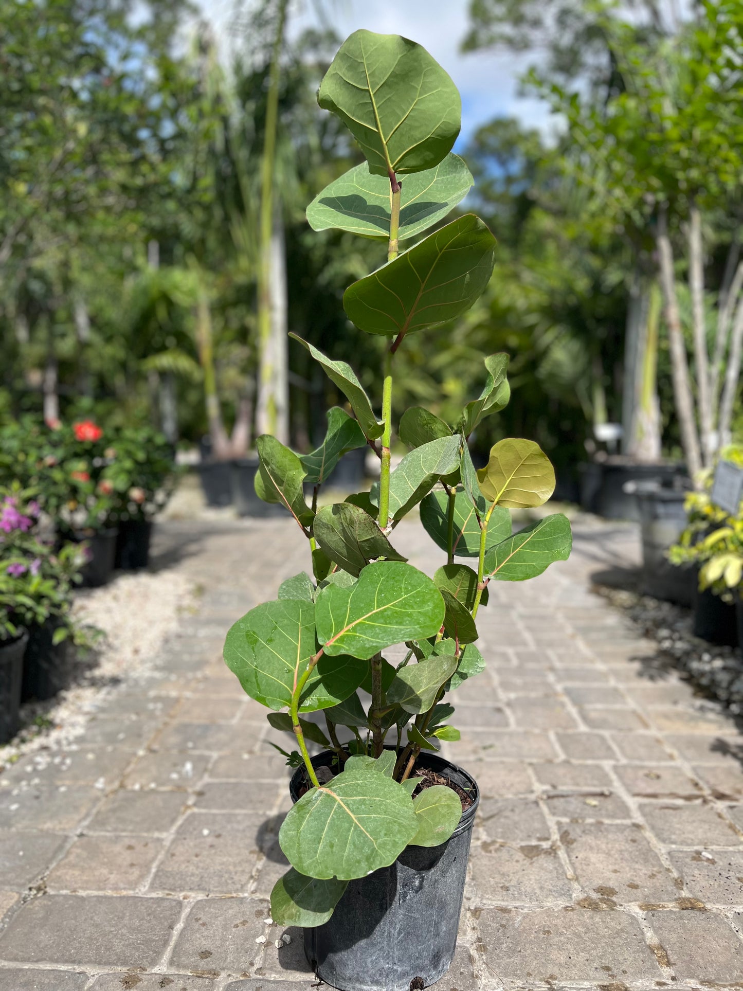 Seagrape-3gallon CUSTOMER APPRECIATION SALE