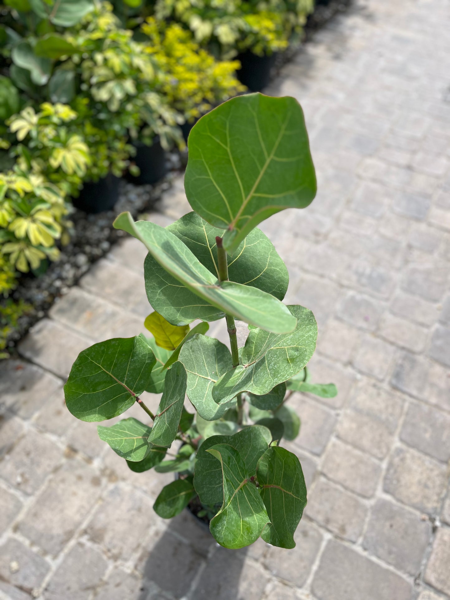 Seagrape-3gallon CUSTOMER APPRECIATION SALE