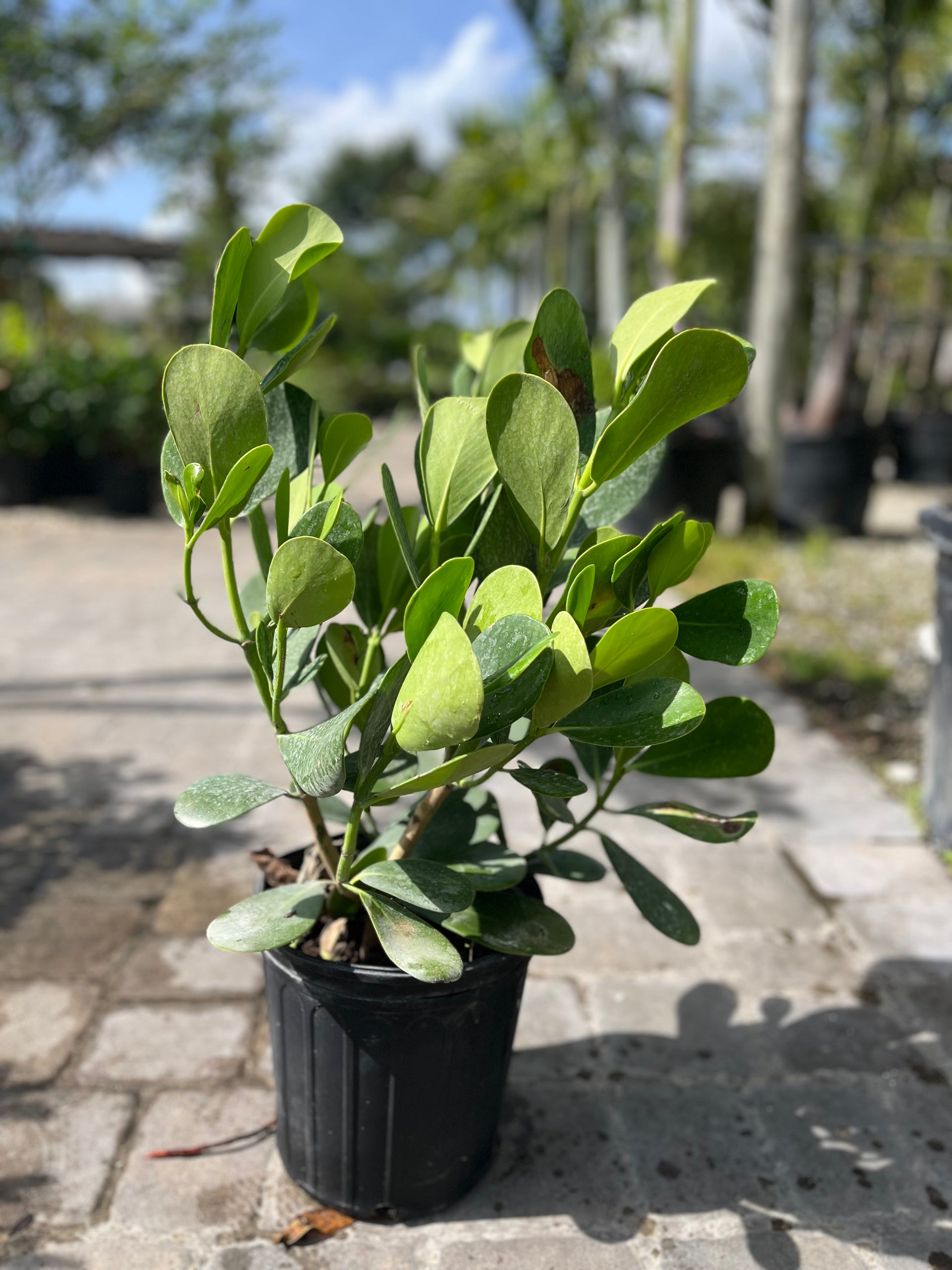 Clusia- 3gallon – CW Willis Landscaping and Garden Center
