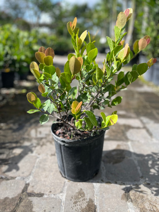 Red Tip Cocoplum-3gallon: CUSTOMER APPRECIATION SALE