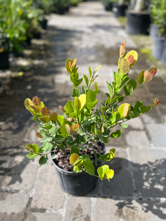 Red Tip Cocoplum-3gallon: CUSTOMER APPRECIATION SALE