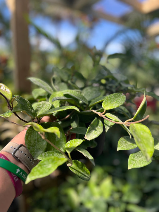 Hoya Carnos Green-6in