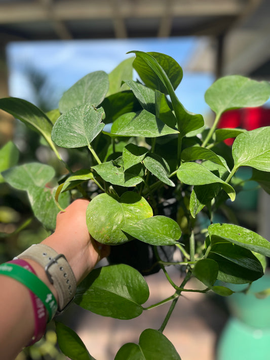 Jade Green Pothos-6in