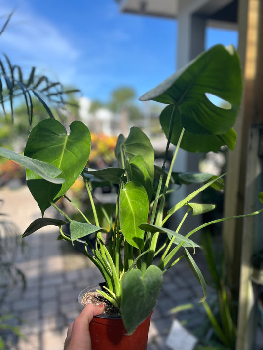 Monstera-6in