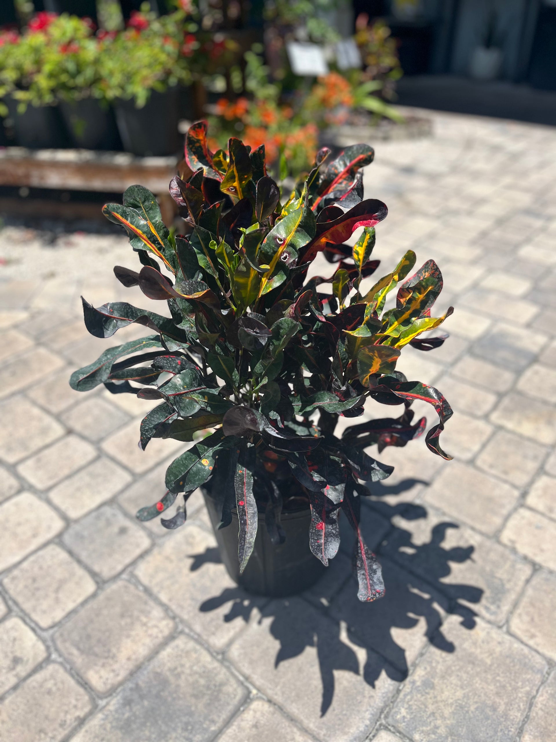 croton mammy landscape Mammy Croton: 3Gallon – CW Willis Landscaping and Garden Center