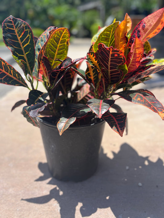 Petra Croton: 3gallon