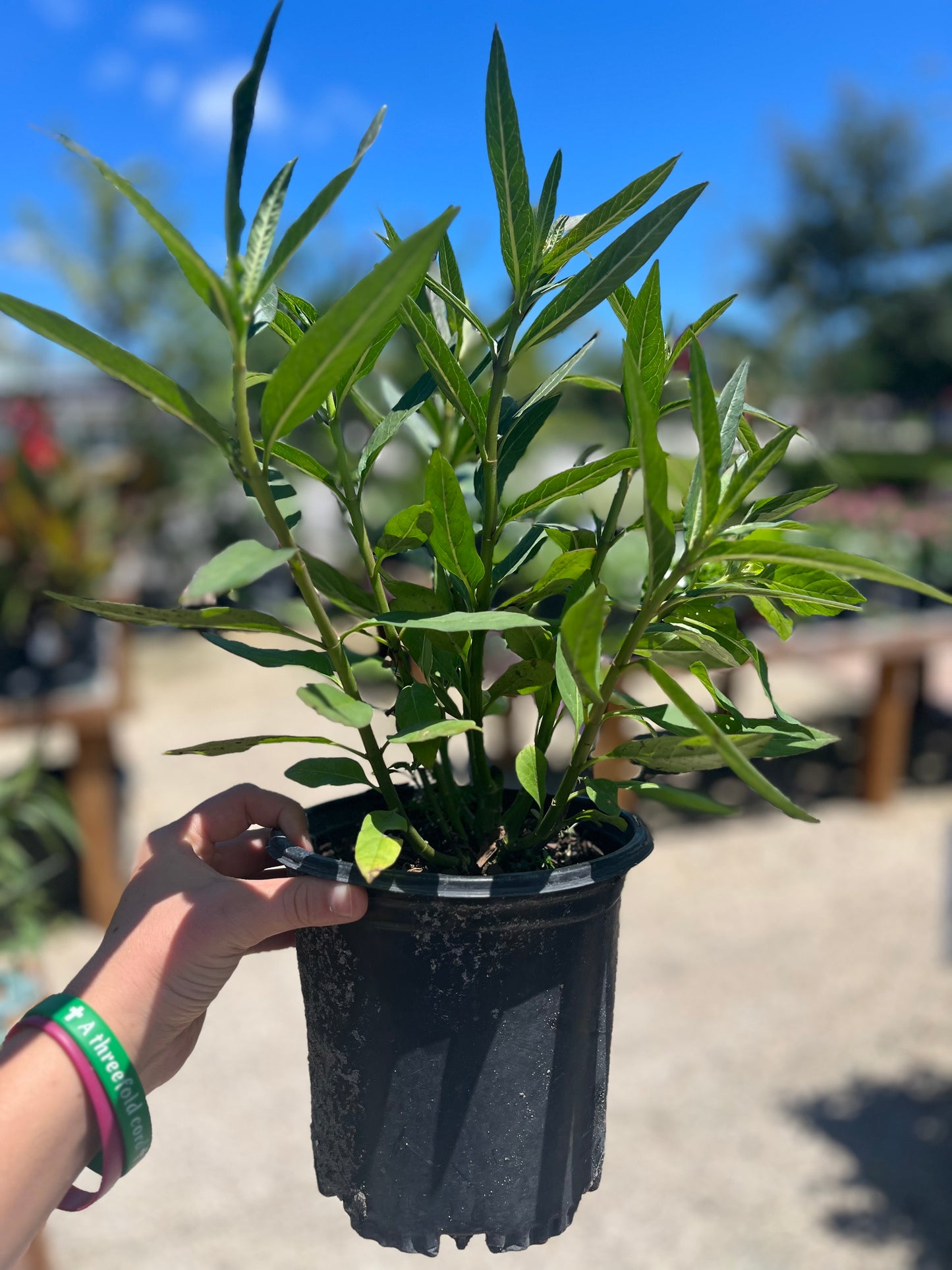 Milkweed-1g CUSTOMER APPRECIATION SALE