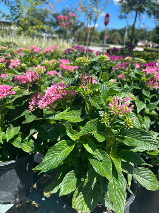 Pink Penta-1Gallon LABOR DAY SALE