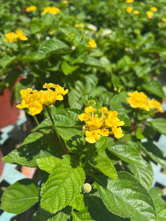 Yellow Lantana-1gallon LABOR DAY SALE