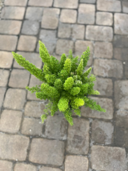 Foxtail Fern-3gallon LABOR DAY SALE